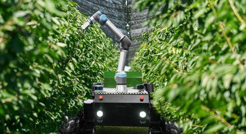 Gyümölcs- és szőlőtermesztés: milyen jövőképet vázolnak fel a szakértők?