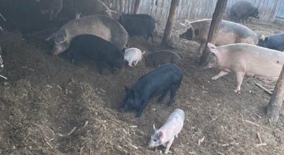 Trükkösen lopták a disznókat Nyíradonyban