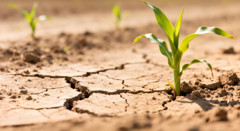 Kritikus hetek, célzott tápanyag, biztosabb termés