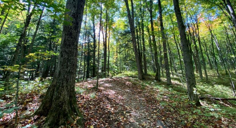 Teljes napszakra vonatkozó látogatási tilalom lép érvénybe a Gemenc Zrt. területén