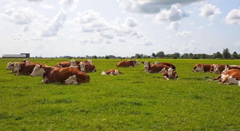 Madárinfluenza antitesteket mutattak ki egy holland tejelő tehénben