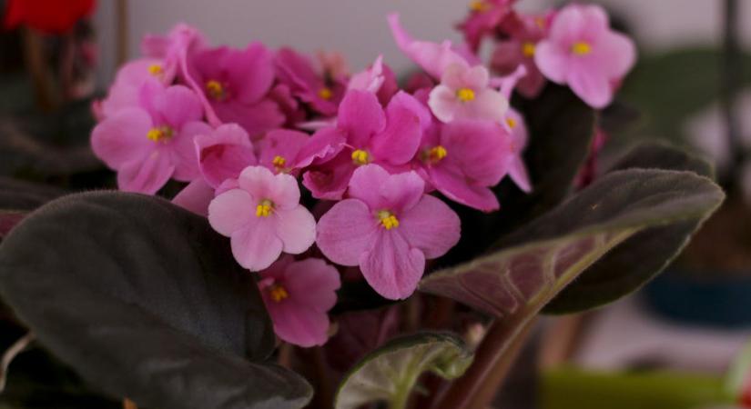 A fokföldi ibolya nem virágzik, ha elköveti ezeket a hibákat