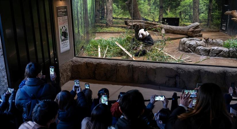 Eltűnt egy állatfaj Japánból: fél évszázada nem történt hasonló