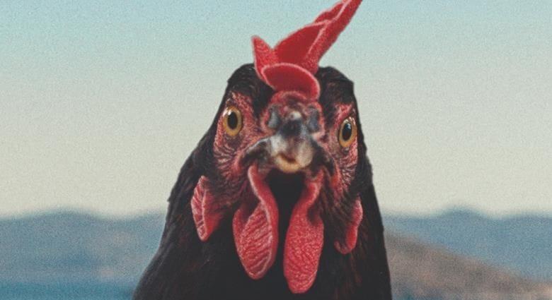 Pálfi György torontói különdíjas filmjével, a Tyúkkal indul a 45. Magyar Filmszemle