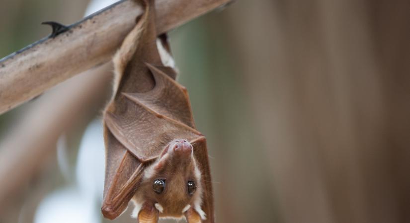 Halálos vírus ütötte fel a fejét Indiában, denevérek terjesztik