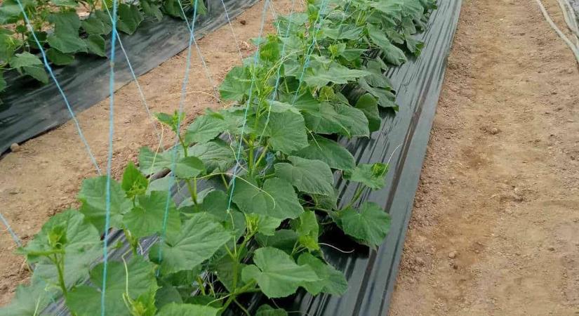 Zárszámadás 2025 - Mit hozhat az idei, 2026-os esztendő? Évértékelő a Pro Agri falugazdászaival