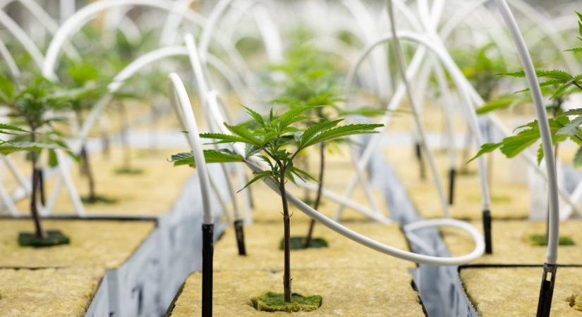 Magyarország EU-s jogot sértett a kannabisz leszavazásával