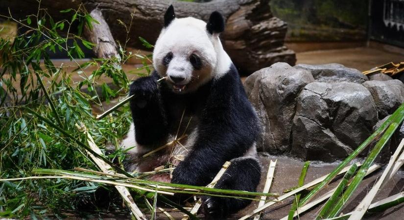 50 év után újra nincs panda Japánban, hiányuk a Kínával való kapcsolat megromlását jelzi