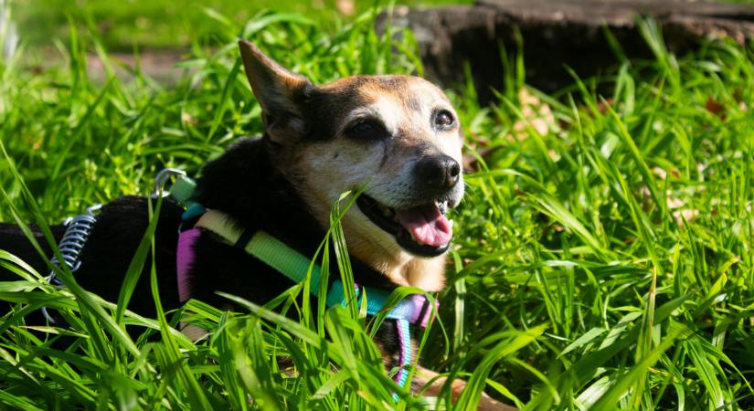 Kezdhetsz aggódni? 4 ok, amiért a kutyus füvet eszik