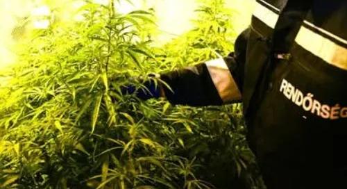 Court of Justice of the EU rules Hungary infringed EU law in cannabis case