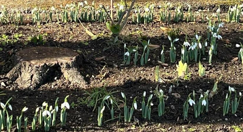 Szirmot bontottak az első hóvirágok Egerben