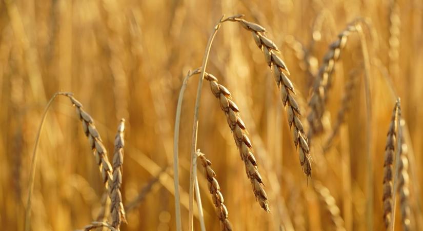 Több vitamin, kevesebb vegyszer – mit tudnak az ősi gabonák?