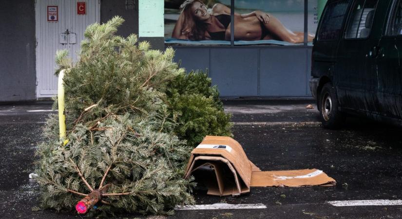 Mikor szállítják el a karácsonyfákat az utcáról és hova kerülnek ezután?