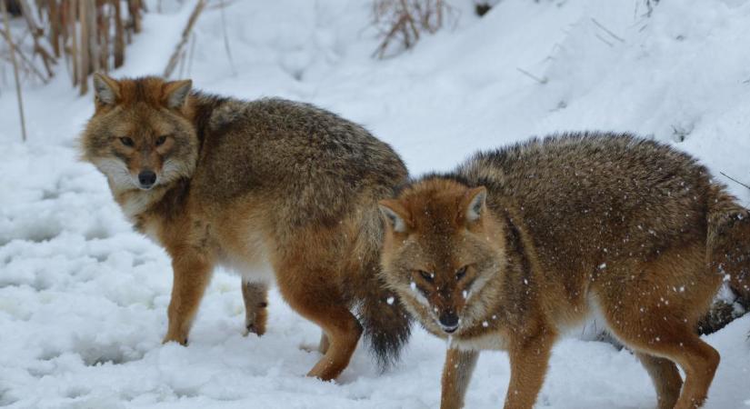 Az irodalom, a művészet és a természet találkozik Debrecenben