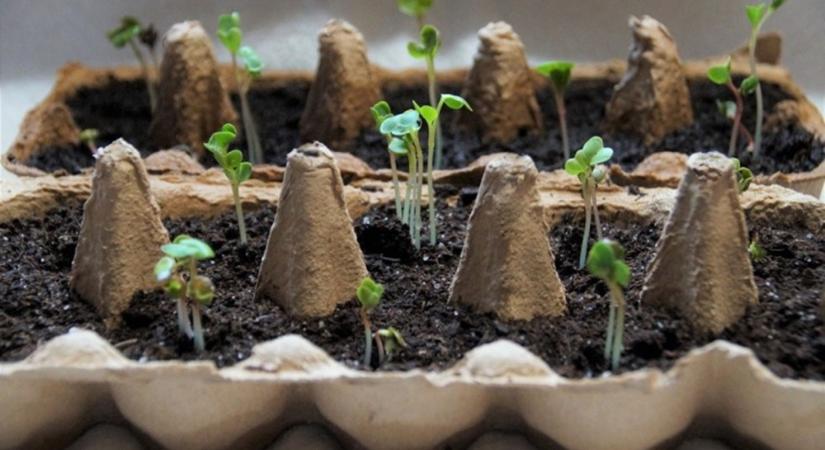 Jó ötlet vagy kertészeti legenda? – Palántanevelés WC-papír gurigában és tojástartóban