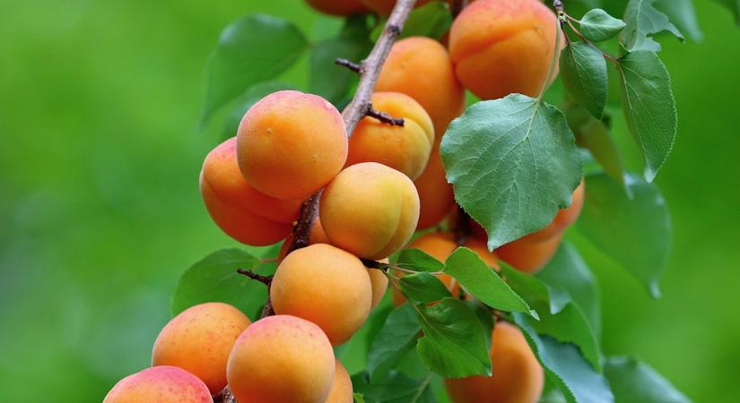 Kajszi a házikertben – örömforrás, idegpróba vagy mindkettő?