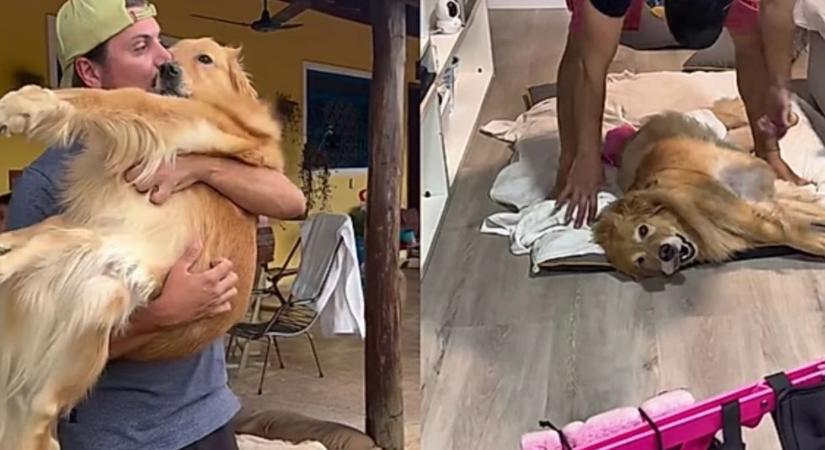 „Fel fogsz állni, kislányom!” – Olivia, a kerekesszékes golden retriever öröme milliókat megérintett