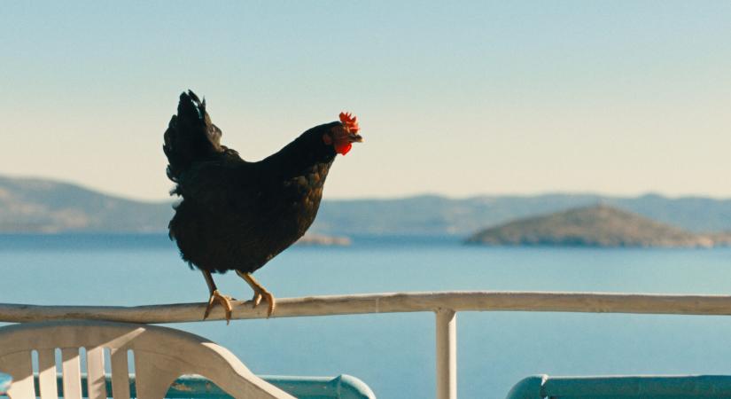 Pálfi György filmjével, a Tyúkkal indul a 45. Magyar Filmszemle