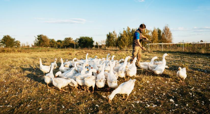 Sose szabadulunk meg ettől? Megint lecsapott itthon a madárinfluenza, ezek az érintett területek