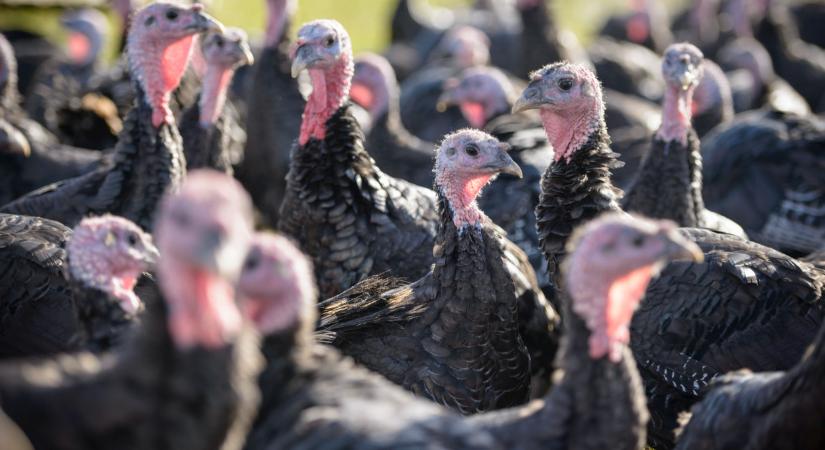 Újabb járványkitörést jelentettek Magyarországon: egyre nagyobb a baj