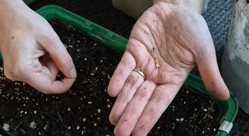 Magvetés január végén? Mutatjuk, mire kell figyelni
