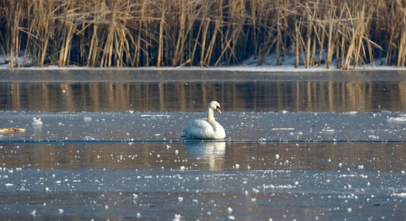 Ki a felelős a jégbe fagyott kacsáért? A hideg tél megváltoztatta a vonuló madarak döntését