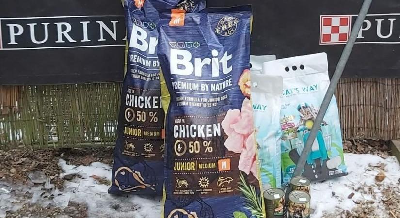 Emberségből jeles: hajléktalan segített a szombathelyi menhely állatain