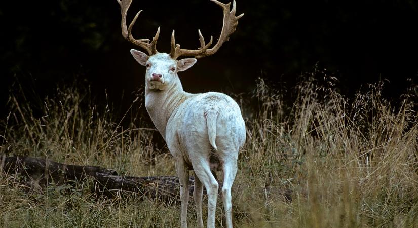 Döbbenet, milyen állat bukkant fel Nógrádban: ettől leesik az állad