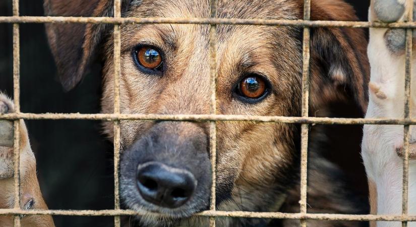 A kommentelők szerint változás kell: nem elég szigorú az állatkínzók büntetése