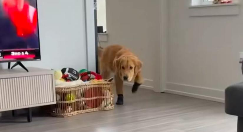 Először adnak cipőt a golden retrieverre: a reakciója pusztító