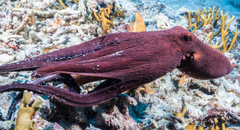 Az 5 legokosabb állatfaj a világon – Akad köztük haragtartó típus is