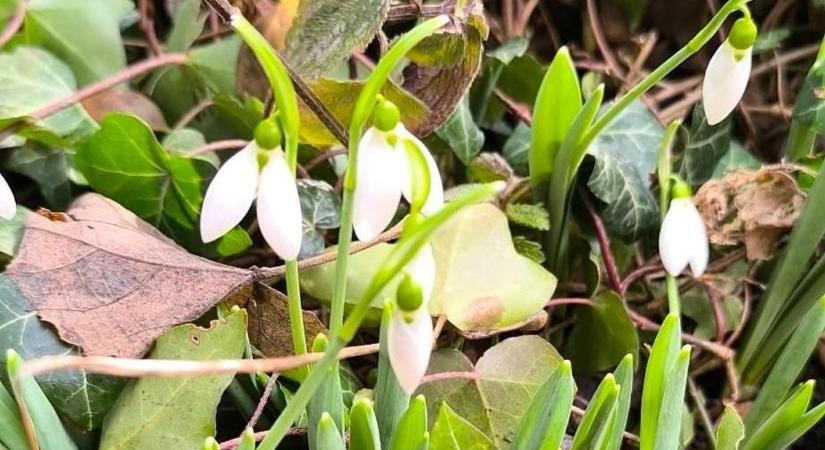 Itt a tavasz? Nyílik a hóvirág több baranyai településen is!