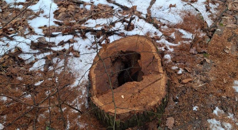 Félixfürdői fakivágások: jelöletlen fák miatt tesznek bűnvádi feljelentés