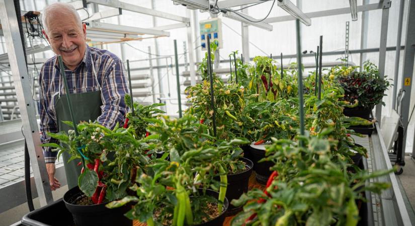 Magyar növények Föld körüli pályán – így terem meg az űrpaprika