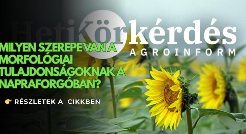 Milyen szerepe van a morfológiai tulajdonságoknak napraforgóban? – Heti Körkérdés