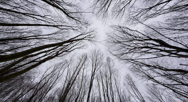 Erdőlátogatási korlátozás lesz a somogyi erdőkben!