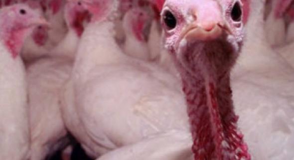 Ismét megjelent a madárinfluenza - két helyszínen is észlelték a vírust