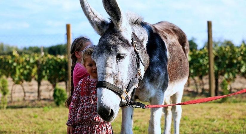 Meghalt Füles, életmentő eszközöket kapott a kórház, miközben Baján szigorítás jön