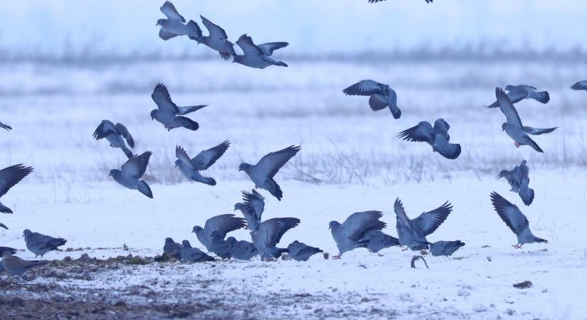 Ökológiai kapcsolatok a hó borította Csanádi pusztákon