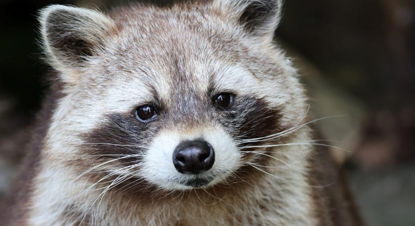 Véletlenül átkelt a tengerentúlról Európába egy mosómedve