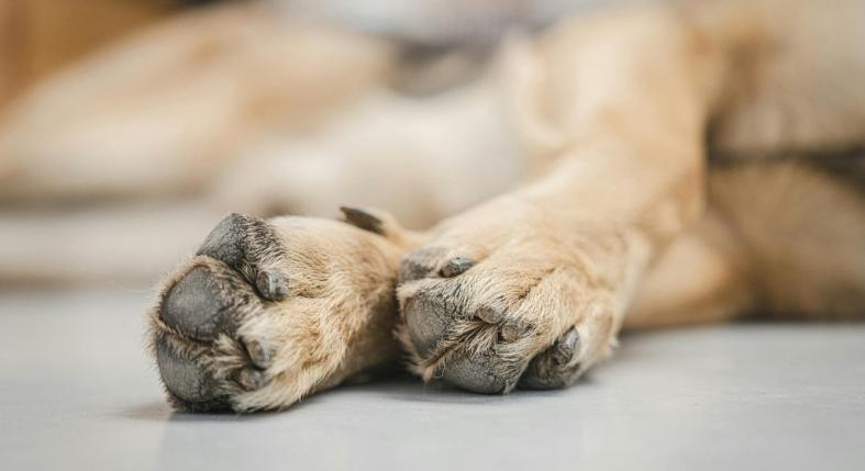 Így ápold a kutyád mancsát télen