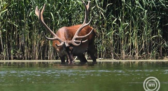 Hat őshonos állattartó telepet korszerűsít a Kiskunsági Nemzeti Park