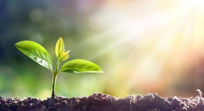 Növényekből nyert zöldenergia: új lehetőségek a mezőgazdaságban