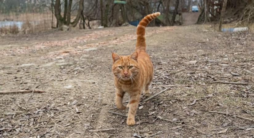 A macska még a kengurut is hajlandó megenni