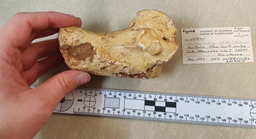 Negyed tonnát nyomott az őskenguru, mégis ugrált