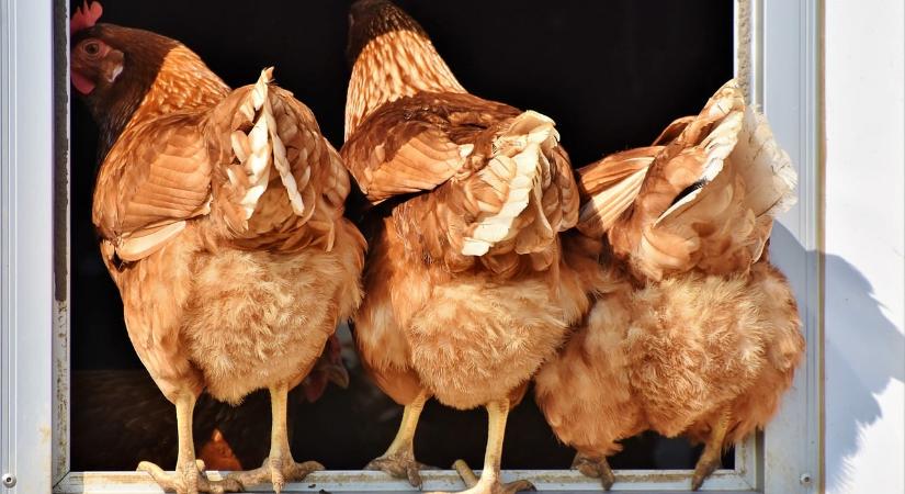 Nagy a baj, Békésben újra megjelent a rettegett kór