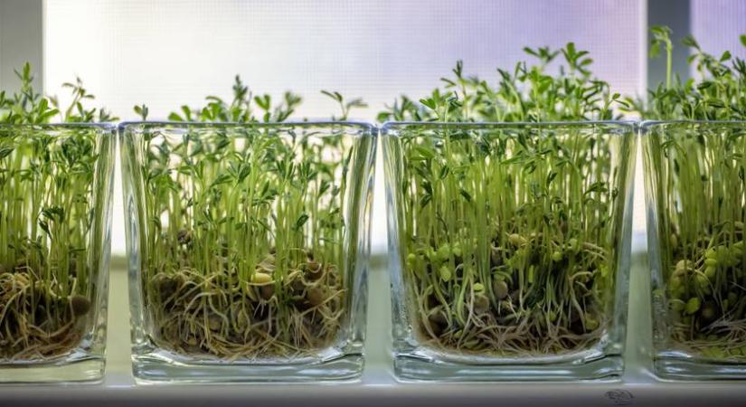 Immunerősítő, tele van vitaminokkal és ásványi anyagokkal: így nevelj csírát otthon