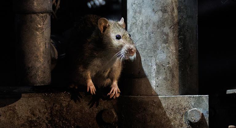 Nem hatott az orvosok által felírt gyógyszer, a ChatGPT segítségével kúrálta ki magát a patkánybolha tífuszból egy nő