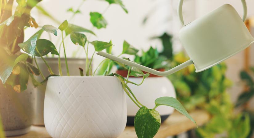 Eddig rosszul tudtuk: ezt teszik valójában a levegőtisztító növények a lakásban