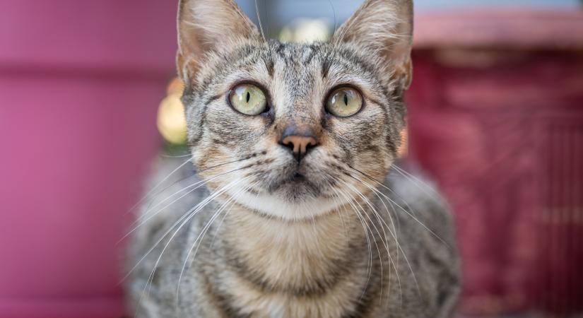 9 érdekesség a macska bajuszáról: tudatosan képesek mozgatni, és a lábukon is van belőle